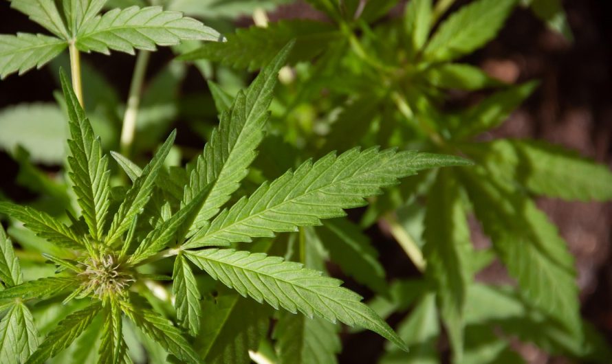 Buy the weed in Wuppertal