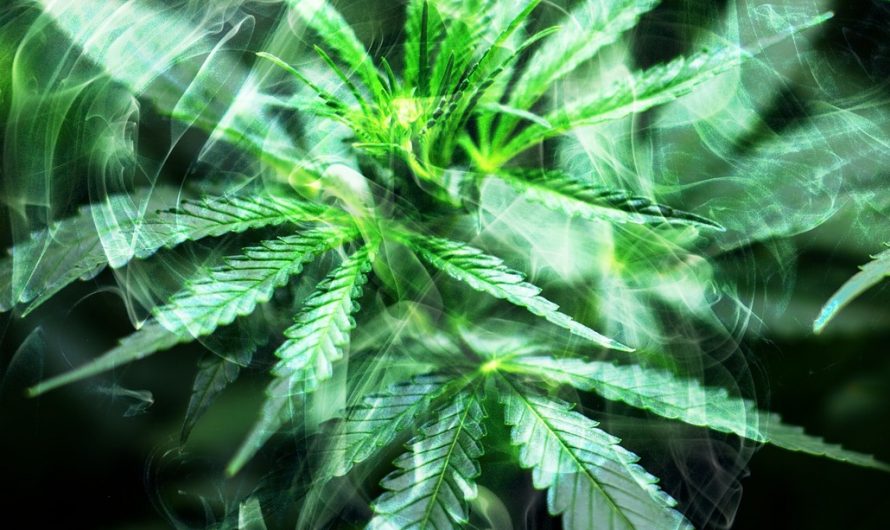 Buy hashish in Bilbao