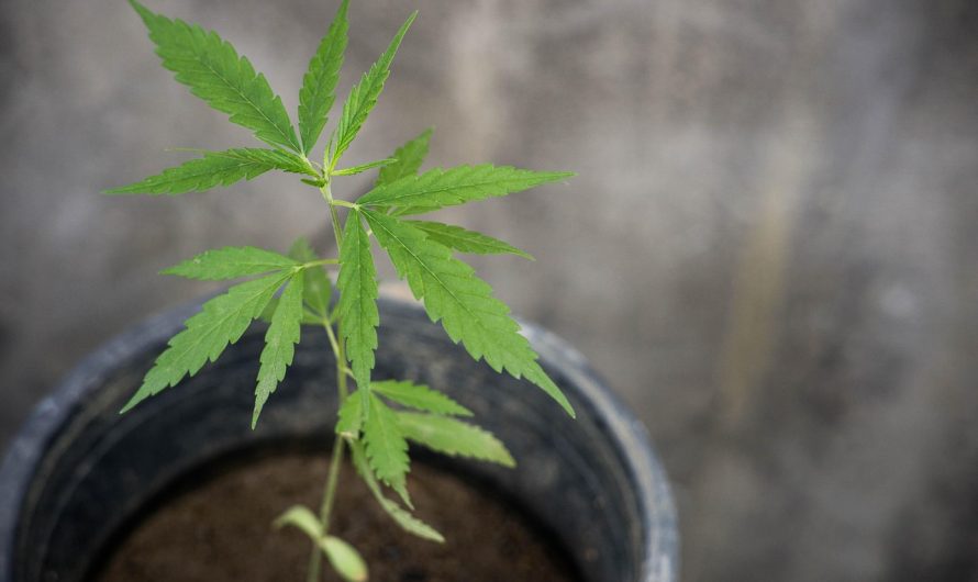 Buy hashish in London