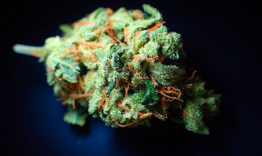 420 shop in Malaga